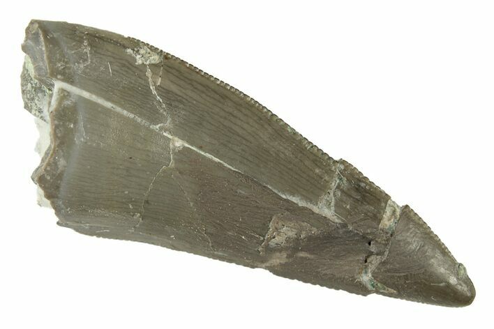 Serrated, Triassic Reptile (Postosuchus?) Tooth - Arizona #249069